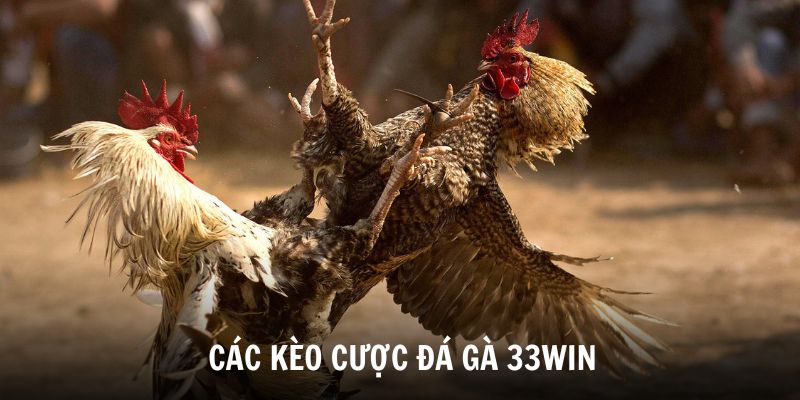 Các kèo cược Đá Gà 33win hấp dẫn được kê thủ quan tâm