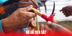 Đá gà Cựa Sắt - Đấu Trường Sinh Tử, Nơi Bản Lĩnh Lên Ngôi
