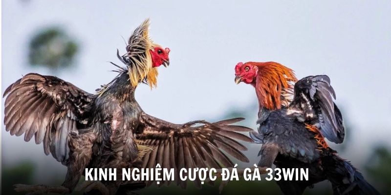 Kinh nghiệm từ chuyên gia khi muốn chinh phục kèo Đá Gà