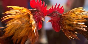 Xem Đá Gà 33WIN - Tận Hưởng Trọn Vẹn Từng Trận Đấu Miễn Phí